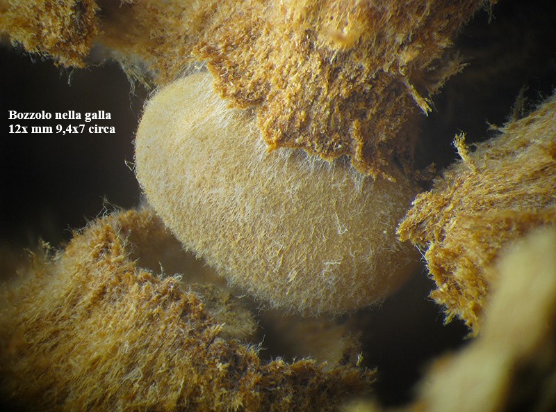 Cynipidae: Andricus quercustozae con parassitoide